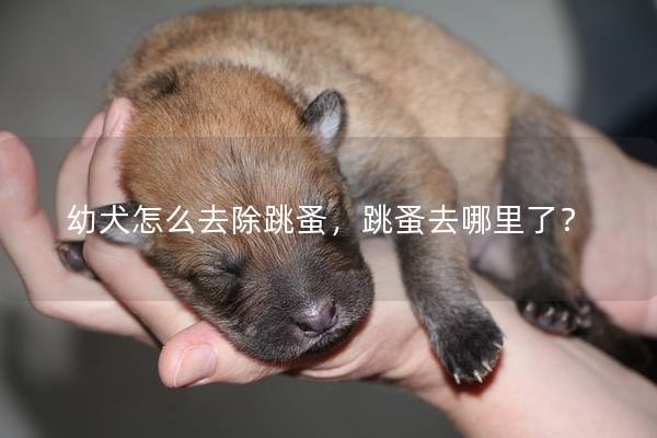 幼犬怎么去除跳蚤,跳蚤去哪里了? 幼犬怎么去除跳蚤,跳蚤去哪里了?
