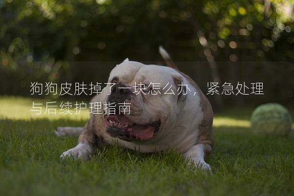 狗狗皮膚掉了一塊怎么辦，緊急處理與后續護理指南