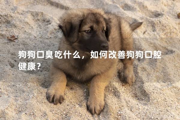 狗狗口臭吃什么,如何改善狗狗口腔健康?