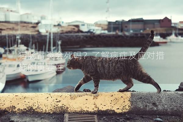 貓腸胃炎會死嗎？了解病癥及應對措施的重要性