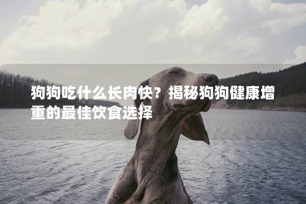 狗狗吃什么長肉快？揭秘狗狗健康增重的最佳飲食選擇