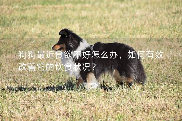 狗狗最近食欲不好怎么辦，如何有效改善它的飲食狀況？