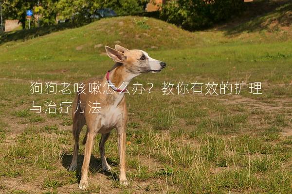 狗狗老咳嗽怎么辦？教你有效的護(hù)理與治療方法