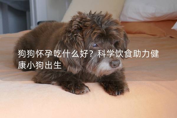 狗狗懷孕吃什么好？科學飲食助力健康小狗出生