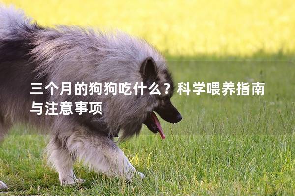 三個月的狗狗吃什么？科學(xué)喂養(yǎng)指南與注意事項