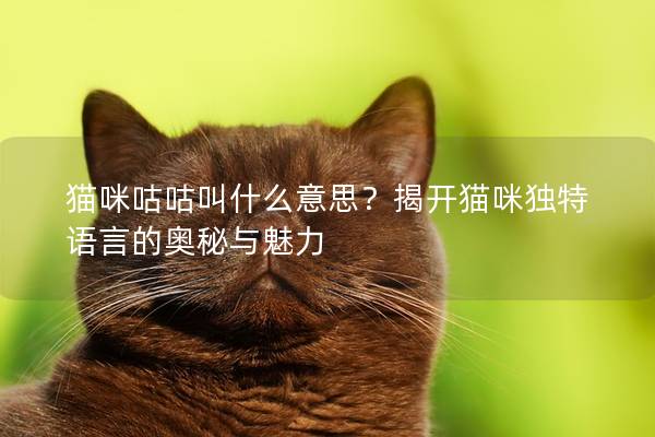 貓咪咕咕叫什么意思？揭開貓咪獨特語言的奧秘與魅力