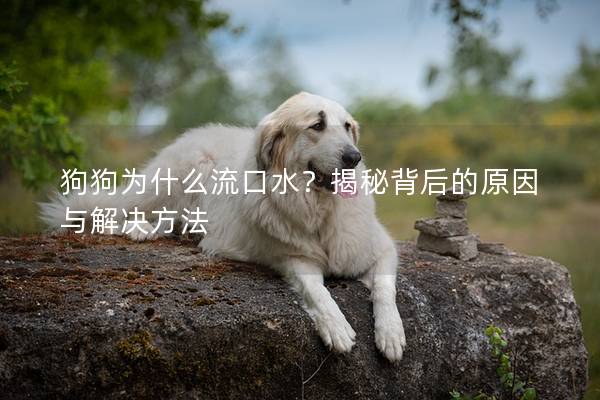 狗狗為什么流口水？揭秘背后的原因與解決方法