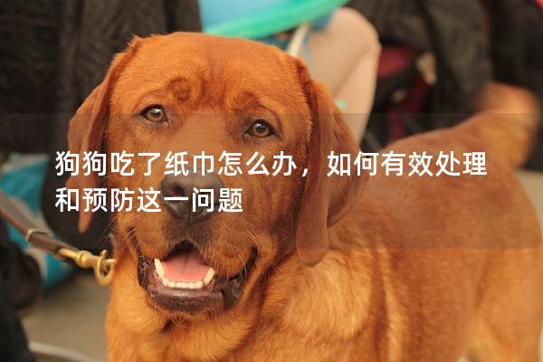 狗狗吃了紙巾怎么辦，如何有效處理和預(yù)防這一問題