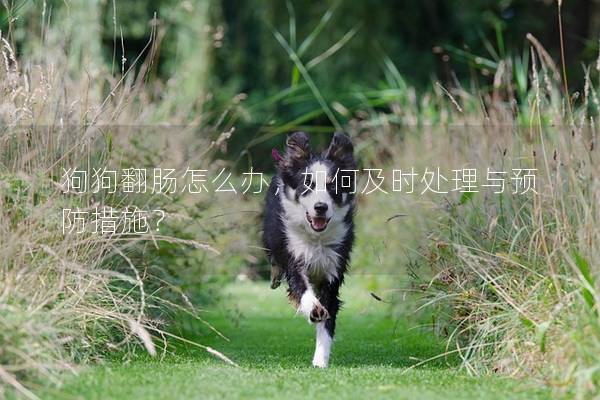 狗狗翻腸怎么辦，如何及時處理與預防措施？