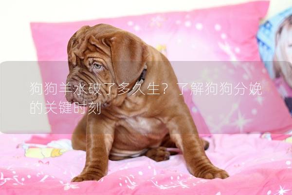 狗狗羊水破了多久生？了解狗狗分娩的關鍵時刻