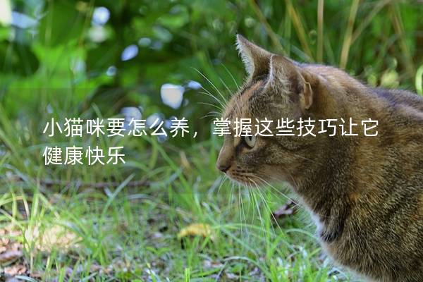 小貓咪要怎么養，掌握這些技巧讓它健康快樂