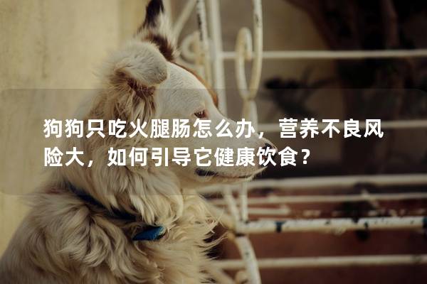 狗狗只吃火腿腸怎么辦,營養(yǎng)不良風(fēng)險(xiǎn)大,如何引導(dǎo)它健康飲食?