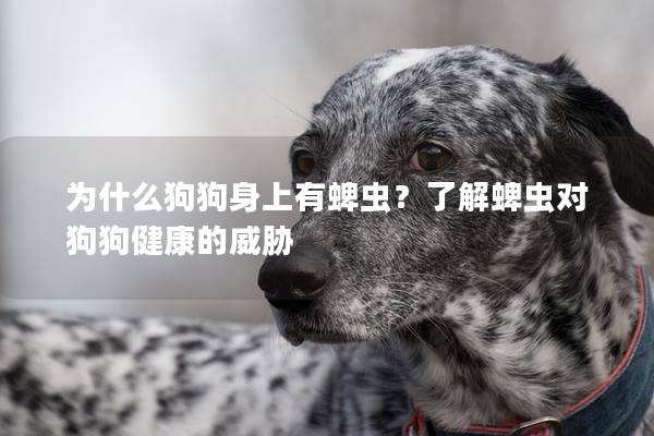 為什么狗狗身上有蜱蟲？了解蜱蟲對狗狗健康的威脅