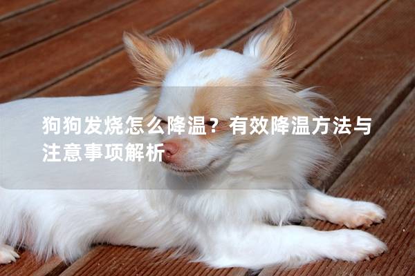 狗狗發燒怎么降溫？有效降溫方法與注意事項解析