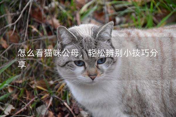 怎么看貓咪公母，輕松辨別小技巧分享