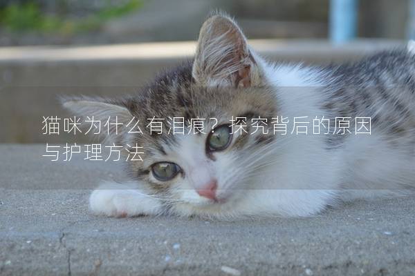 貓咪為什么有淚痕？探究背后的原因與護(hù)理方法