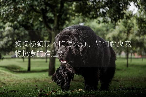 狗狗換狗糧不吃怎么辦，如何解決寵物挑食的難題？