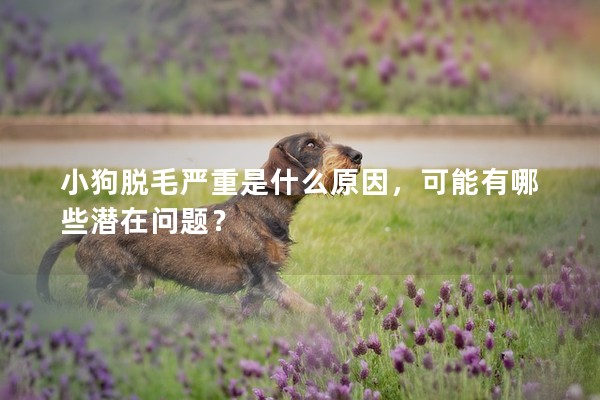 小狗脫毛嚴重是什么原因，可能有哪些潛在問題？