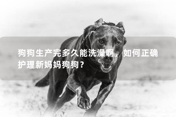 狗狗生產完多久能洗澡啊，如何正確護理新媽媽狗狗？
