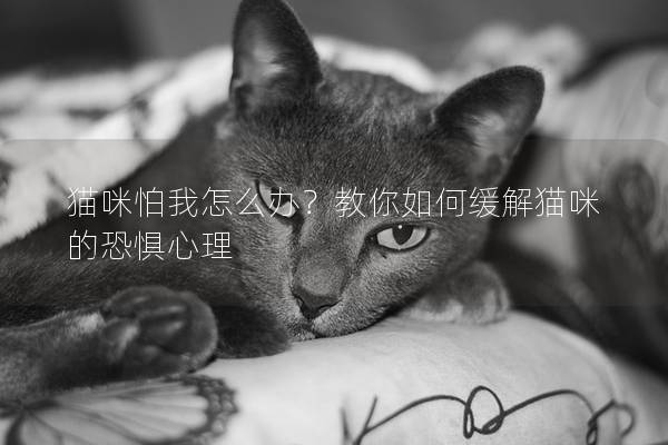 貓咪怕我怎么辦？教你如何緩解貓咪的恐懼心理