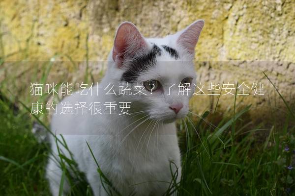 貓咪能吃什么蔬菜？了解這些安全健康的選擇很重要