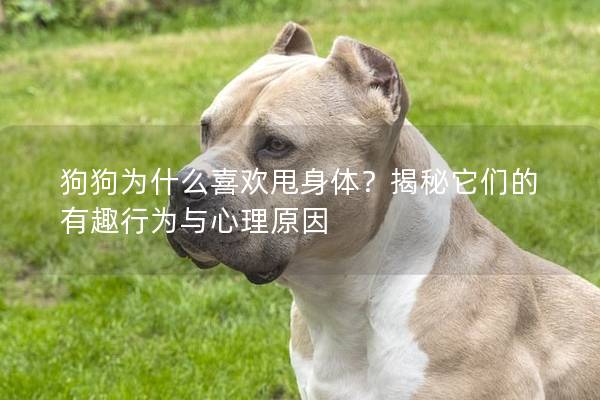 狗狗為什么喜歡甩身體？揭秘它們的有趣行為與心理原因