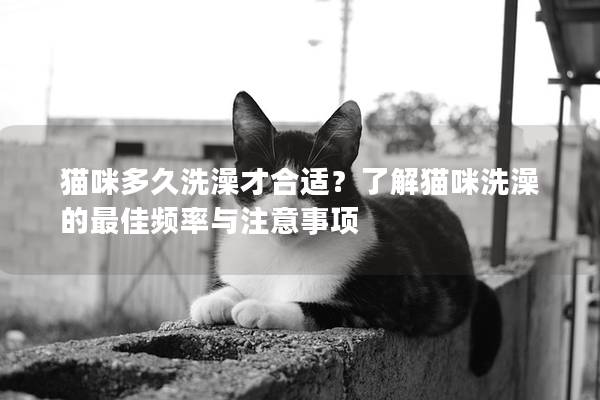 貓咪多久洗澡才合適？了解貓咪洗澡的最佳頻率與注意事項