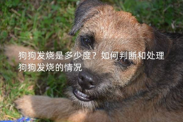 狗狗發燒是多少度？如何判斷和處理狗狗發燒的情況
