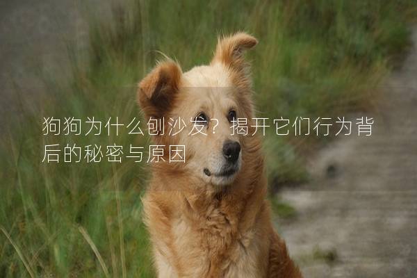 狗狗為什么刨沙發(fā)？揭開它們行為背后的秘密與原因