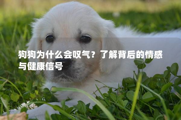 狗狗為什么會(huì)嘆氣？了解背后的情感與健康信號(hào)