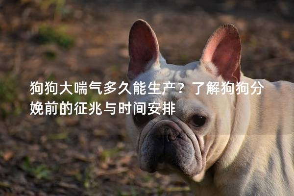 狗狗大喘氣多久能生產？了解狗狗分娩前的征兆與時間安排