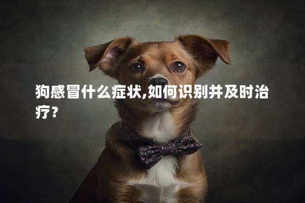 狗感冒什么癥狀,如何識別并及時治療? 狗感冒什么癥狀,如何識別并及時治療?