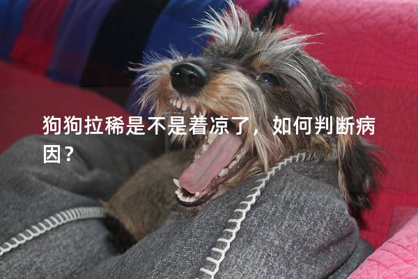 狗狗拉稀是不是著涼了,如何判斷病因? 狗狗拉稀是不是著涼了,如何判斷病因?