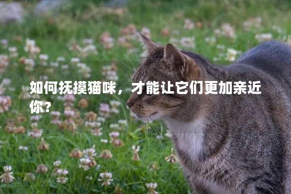 如何撫摸貓咪,才能讓它們更加親近你? 如何撫摸貓咪,才能讓它們更加親近你?
