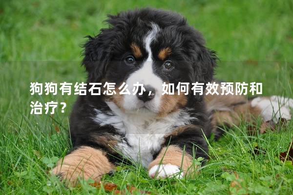 狗狗有結(jié)石怎么辦，如何有效預(yù)防和治療？