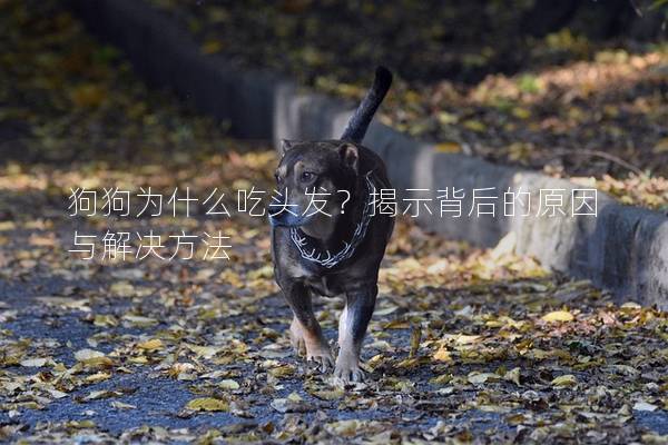 狗狗為什么吃頭發？揭示背后的原因與解決方法