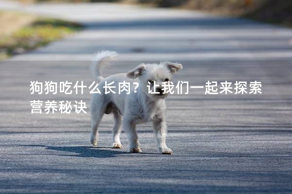 狗狗吃什么長肉？讓我們一起來探索營養秘訣