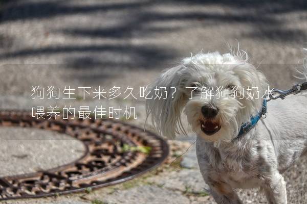 狗狗生下來多久吃奶？了解狗狗奶水喂養的最佳時機