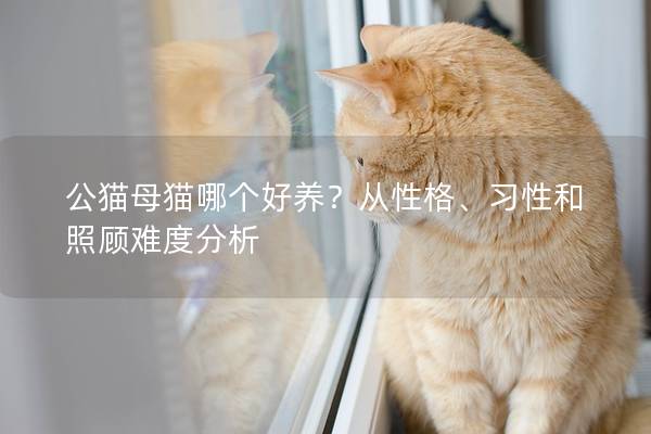 公貓母貓哪個好養？從性格、習性和照顧難度分析