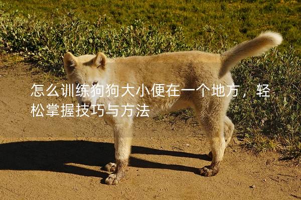 怎么訓練狗狗大小便在一個地方，輕松掌握技巧與方法