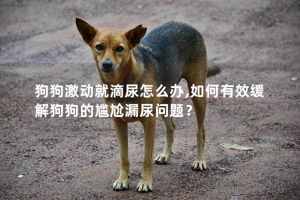 狗狗激動就滴尿怎么辦,如何有效緩解狗狗的尷尬漏尿問題？