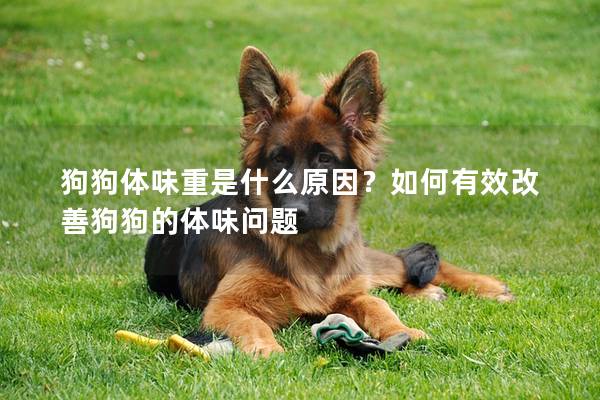狗狗體味重是什么原因？如何有效改善狗狗的體味問題