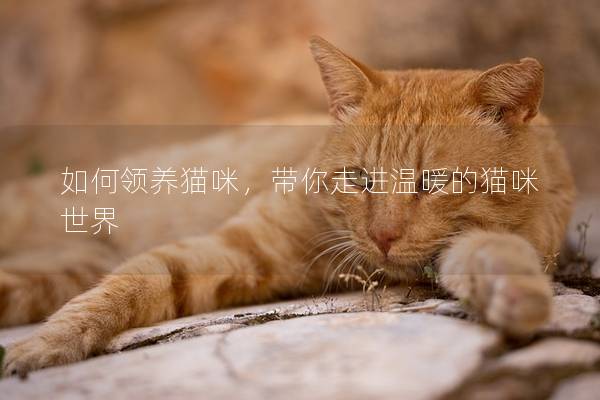 如何領(lǐng)養(yǎng)貓咪，帶你走進(jìn)溫暖的貓咪世界