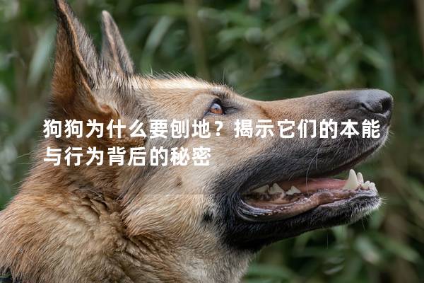 狗狗為什么要刨地?揭示它們的本能與行為背后的秘密 狗狗為什么要刨地?揭示它們的本能與行為背后的秘密