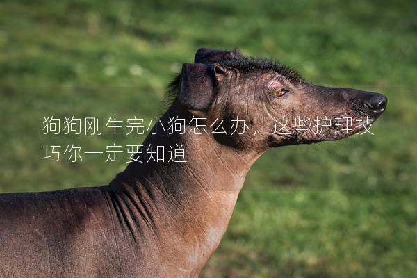 狗狗剛生完小狗怎么辦，這些護(hù)理技巧你一定要知道