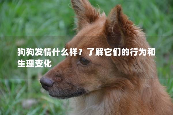 狗狗發情什么樣？了解它們的行為和生理變化