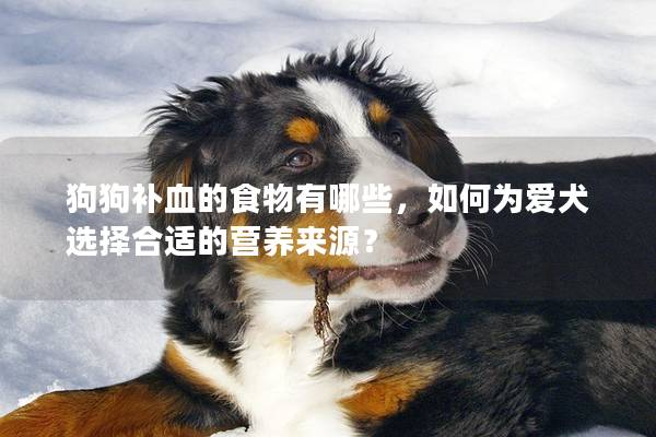 狗狗補(bǔ)血的食物有哪些，如何為愛(ài)犬選擇合適的營(yíng)養(yǎng)來(lái)源？