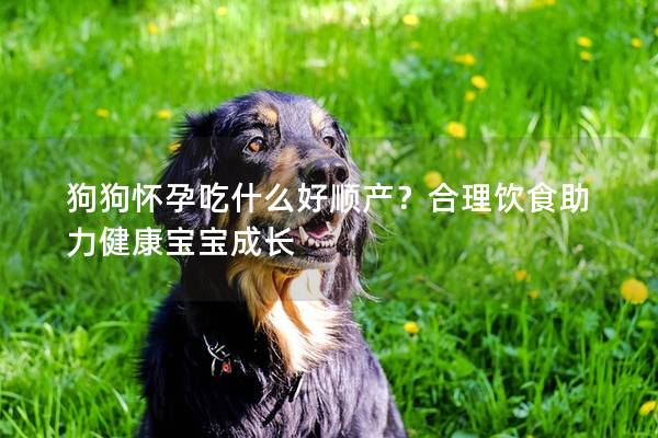 狗狗懷孕吃什么好順產？合理飲食助力健康寶寶成長