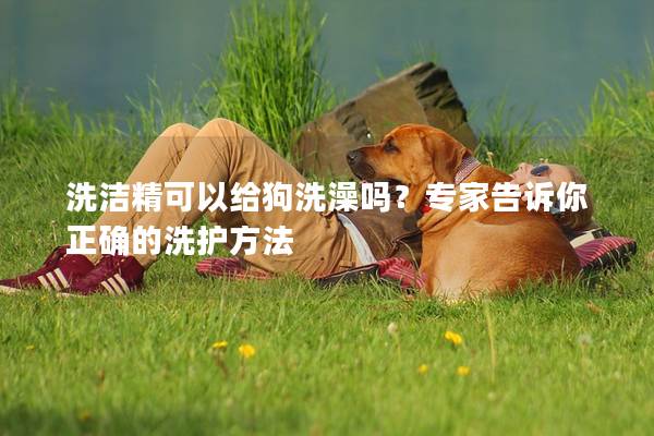 洗潔精可以給狗洗澡嗎？專家告訴你正確的洗護方法
