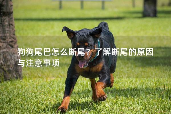 狗狗尾巴怎么斷尾？了解斷尾的原因與注意事項